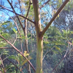 Acacia decurrens at Mount Majura - 15 May 2024 01:47 PM