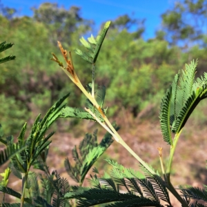 Acacia decurrens at Mount Majura - 15 May 2024 01:47 PM