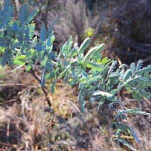 Acacia baileyana at Mount Majura - 15 May 2024