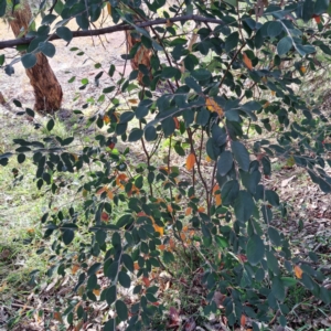 Cotoneaster glaucophyllus at Mount Ainslie - 15 May 2024 02:04 PM