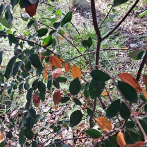 Cotoneaster glaucophyllus at Mount Ainslie - 15 May 2024 02:04 PM