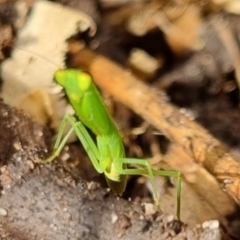 Orthodera (genus) at Burnside, QLD - suppressed