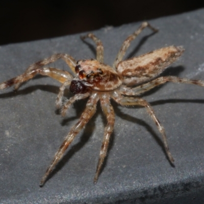 Helpis sp. (genus) (Unidentified Bronze Jumping Spider) at WendyM's farm at Freshwater Ck. - 1 Apr 2023 by WendyEM