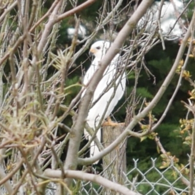 Tachyspiza novaehollandiae (Grey Goshawk) at WendyM's farm at Freshwater Ck. - 17 Apr 2023 by WendyEM