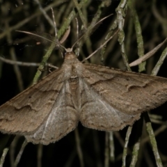 Syneora fractata (Ennominae) at WendyM's farm at Freshwater Ck. - 19 Apr 2023 by WendyEM