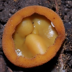 Aleurina ferruginea at ANBG - 15 May 2024 12:00 PM