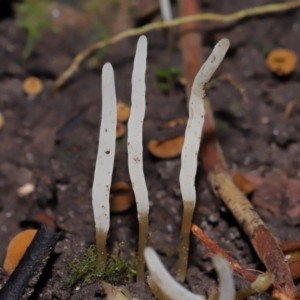 Clavaria redoleoalii at ANBG - 15 May 2024 12:00 PM