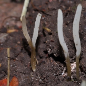 Clavaria redoleoalii at ANBG - 15 May 2024 12:00 PM