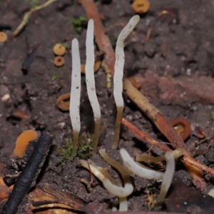 Clavaria redoleoalii at ANBG - 15 May 2024