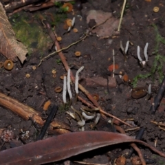 Clavaria redoleoalii at ANBG - 15 May 2024 12:00 PM