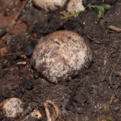 Hysterangium 'grey-green' at suppressed - suppressed