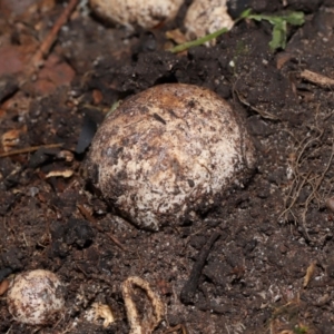 Hysterangium 'grey-green' at suppressed - suppressed