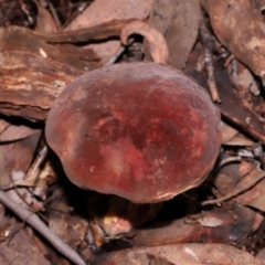 Boletus sp. at ANBG - 15 May 2024