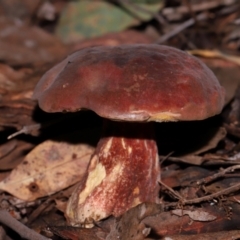 Boletus sp. at ANBG - 15 May 2024