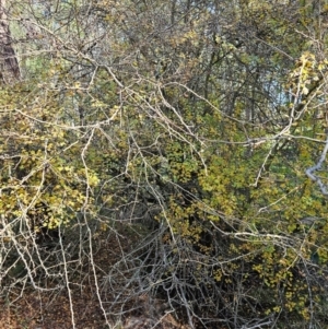 Crataegus monogyna at Jacka, ACT - 15 May 2024