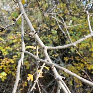 Crataegus monogyna at Jacka, ACT - 15 May 2024