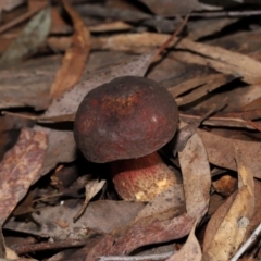 Boletus sp. at Acton, ACT - 15 May 2024 by TimL