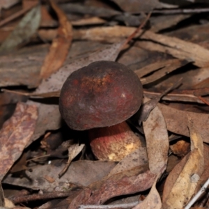 Boletus sp. at ANBG - 15 May 2024