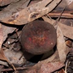 Boletus sp. at ANBG - 15 May 2024 02:02 PM