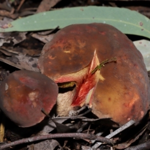 Boletus sp. at ANBG - 15 May 2024 02:02 PM