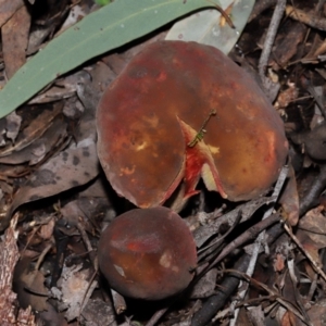 Boletus sp. at ANBG - 15 May 2024 02:02 PM