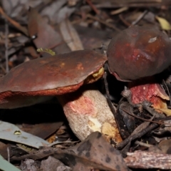 Boletus sp. at ANBG - 15 May 2024 02:02 PM