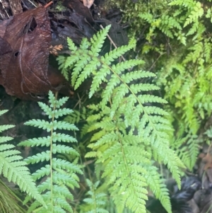 Dicksonia antarctica at Tidbinbilla Nature Reserve - suppressed