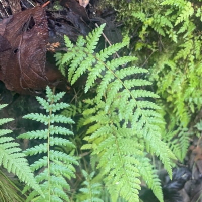 Dicksonia antarctica (Soft Treefern) at Paddys River, ACT - 15 May 2024 by JaneR