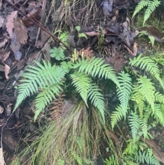 Dicksonia antarctica at Tidbinbilla Nature Reserve - suppressed