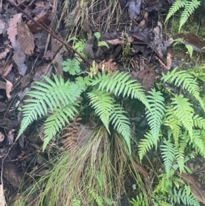 Dicksonia antarctica at Tidbinbilla Nature Reserve - suppressed