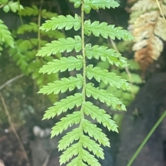 Dicksonia antarctica at Tidbinbilla Nature Reserve - suppressed