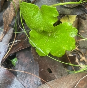 Hydrocotyle hirta at Tidbinbilla Nature Reserve - 15 May 2024 10:58 AM