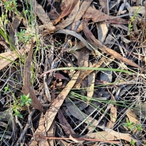 Calochilus sp. at Black Mountain - suppressed