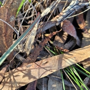 Calochilus sp. at Black Mountain - suppressed