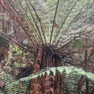 Dicksonia antarctica at Tidbinbilla Nature Reserve - suppressed