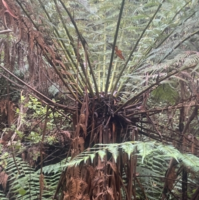 Dicksonia antarctica (Soft Treefern) at Paddys River, ACT - 15 May 2024 by JaneR