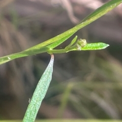 Comesperma volubile (Love Creeper) at Paddys River, ACT - 15 May 2024 by JaneR