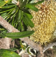 Banksia marginata (Silver Banksia) at Kambah, ACT - 15 May 2024 by JaneR