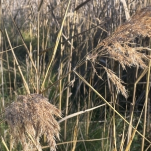 Phragmites australis at Tidbinbilla Nature Reserve - 15 May 2024