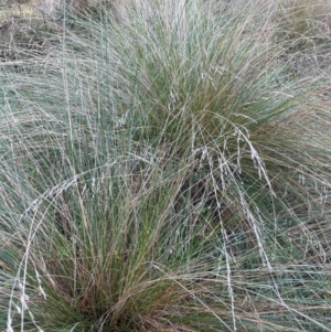 Poa labillardierei at Tidbinbilla Nature Reserve - 15 May 2024