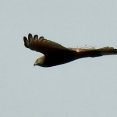 Tachyspiza fasciata (Brown Goshawk) at Hill Top - 15 May 2024 by GlossyGal