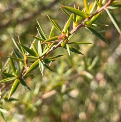 Leptospermum continentale (Prickly Teatree) at Kambah, ACT - 15 May 2024 by JaneR