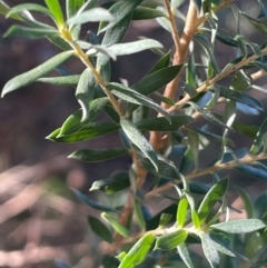 Leptospermum lanigerum (Woolly Teatree) at Kambah, ACT - 15 May 2024 by JaneR