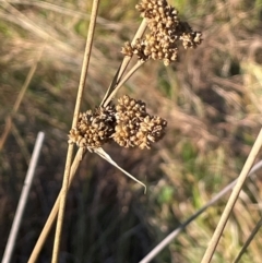 Juncus australis (Australian Rush) at Tidbinbilla Nature Reserve - 15 May 2024 by JaneR