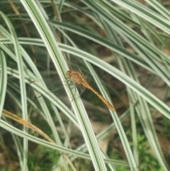 Diplacodes sp. at Burnside, QLD - 16 May 2024 by clarehoneydove