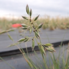 Rytidosperma carphoides (Short Wallaby Grass) at Hume, ACT - 18 Dec 2023 by michaelb