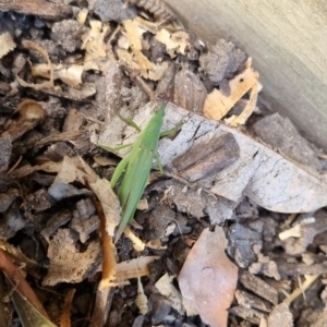 Atractomorpha similis at Burnside, QLD - suppressed