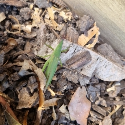 Atractomorpha similis (Northern Grass Pyrgimorph) at Burnside, QLD - 15 May 2024 by clarehoneydove