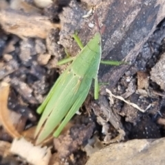 Atractomorpha similis at Burnside, QLD - suppressed