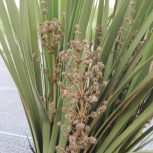 Lomandra multiflora at Hume, ACT - 18 Dec 2023 06:25 PM